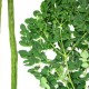 Moringa - Mouroum